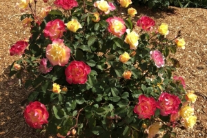 Rosa (Shrub) 'Gumball Goody' New 2025